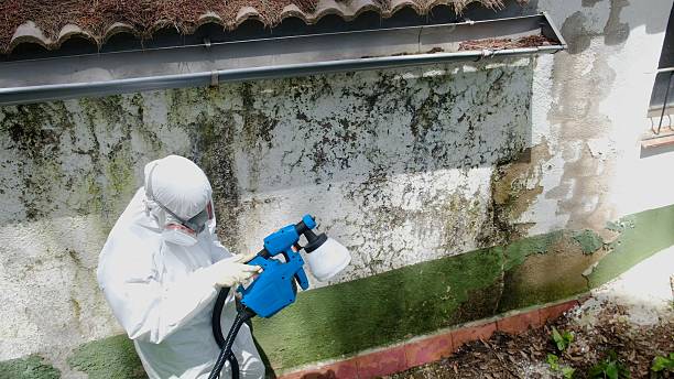 Top rated local Crawl Space Mold Remediation specialists in Lebanon, IL